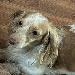 Prim - Dachshund