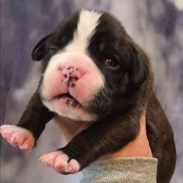 Roundabout - Brindle female Boxer puppy in Red Boiling Springs, Tennessee from Silver Rain