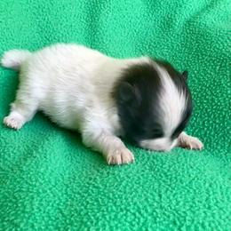 Adora - Black parti female Pomeranian puppy in Mobile, Alabama from Cynthia's Poms