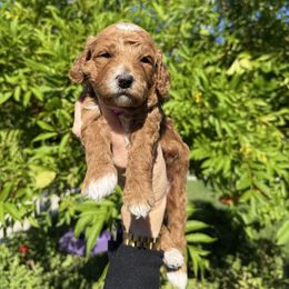 Baileys - Goldendoodle puppy from Marshall Goldendoodles