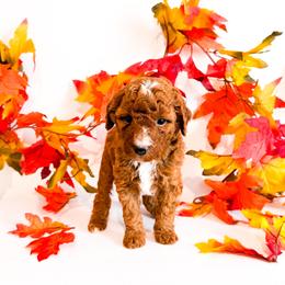 Ms Pink - Red  female Goldendoodle puppy in Kissimmee, Florida from Poodle Doodle Kennels