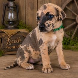 Loreth - Harlequin female Great Dane puppy in Citra, Florida from AEW Farm