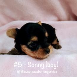 Sonny - Black and tan male Yorkshire Terrier puppy in New Holland, Pennsylvania from Ellie's Cute as a Button Yorkies