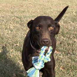 Basset Hounds and Labrador Retrievers from Bassett Hounds & Labradors