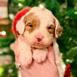 Jingle - Gray - Parti male Goldendoodle puppy in Philadelphia, Mississippi from Oakie Doodles