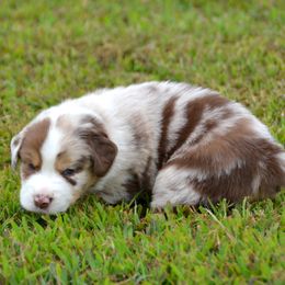 Ginger - Red merle female Australian Shepherd puppy in Locust Grove, Oklahoma from Cobler Farms