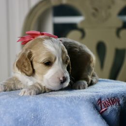 Pink  - Caramel female - Caramel female Australian Labradoodle puppy in Milton, North Carolina from Good Day Doodles