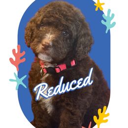Ava (red) - Brown and white female Aussiedoodle puppy in Lakeland, Florida from Poodles Doodles Standard and Mini LLC