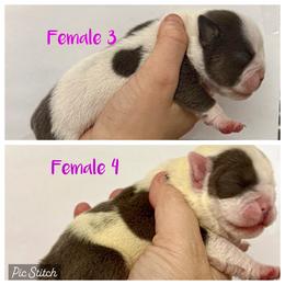 Girl 4 - Blue tri-color female Bulldog puppy in Zionsville, Indiana from Midwest Bulldogs