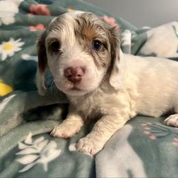 BOY 1 - Dapple male Dachshund puppy in Brookhaven, Mississippi from Southern Grace Doxies