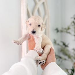 Ellsworth - Cream female Goldendoodle puppy in Greencastle, Indiana from Willow & Co.