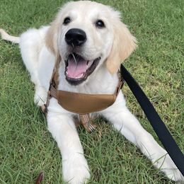 Golden Retrievers from Misty River English Goldens