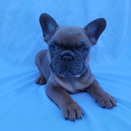 Callie (Girl 6) - Blue fawn female French Bulldog puppy in Neosho, Missouri from Norris Frenchies
