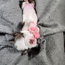 Emily - Red female Boston Terrier puppy in Millers Creek, North Carolina from Tumbling Shoals Hilltop Bostons