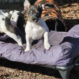 Rat Terrier Puppies from Cryptic Rat Terriers