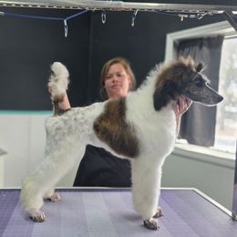 Swiss - Brindle - Brindle female Poodle puppy in Parker, Colorado from Pawsh K9’s