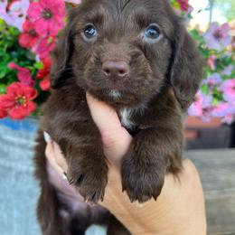 Chocolate with white - Chocolate male Dachshund puppy in Payette, Idaho from NT Mini Doxies