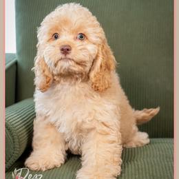 Penny - Red female Cockapoo puppy in Connersville, Indiana from Deaz Doodle Ranch
