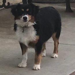 Miniature American Shepherds from AP Ranch Mini Aussies