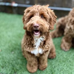 Australian Labradoodle Puppies from Cascade Canyon Labradoodles