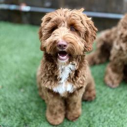 Australian Labradoodle Puppies from Cascade Canyon Labradoodles