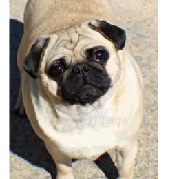Hemera - Pug