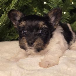 Teddy - Parti male Yorkshire Terrier puppy in Mountain Grove, Missouri from Precious Puppies