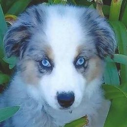 Miniature American Shepherd Puppies from Great Companions