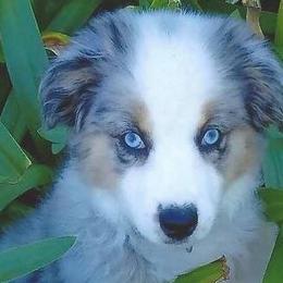 Miniature American Shepherd Puppies from Great Companions