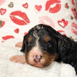 Dustin - Tri-color male Bernedoodle puppy in Kilgore, Texas from Furry Tail Doodles