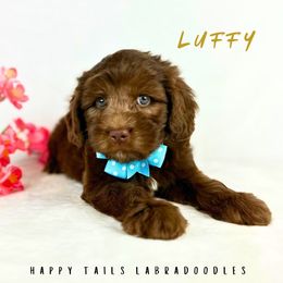 Luffy - Chocolate male Australian Labradoodle puppy in Raleigh, North Carolina from Happy Tails Labradoodles