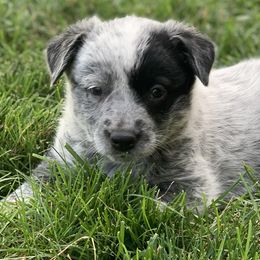 Girl 4 - Sage - Australian Cattle Dog puppy in Indiana from Quarter Acre Farms