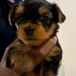 Miss St. Moritz - Blue and gold female Yorkshire Terrier puppy in Queens, New York from The Dior Line