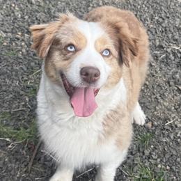 Prescott - Miniature American Shepherd