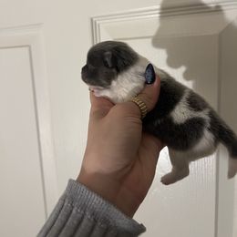 Girl 1 - Blue parti female Pomeranian puppy in Muskogee, Oklahoma from Wonderlust Pomeranians