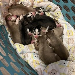 Siberian Husky Puppies from The Husky Barn