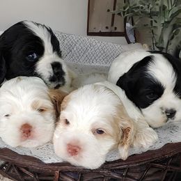 Cocker Spaniels from Swift Creek Cocker Spaniels