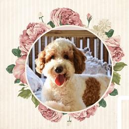 Maggie - Goldendoodle