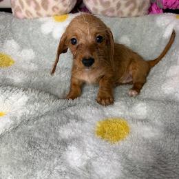 Candy - Wheaten female Dachshund puppy in Lake City, Florida from My Ditzy Doxies of Florida