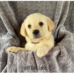 Java - Yellow female Labrador Retriever puppy in Sullivan, Missouri from O’Dell Labs