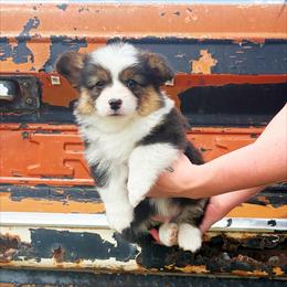 Dewey - Black and tan male Pembroke Welsh Corgi puppy in Chubbuck, Idaho from Sunny J Corgis and Mini Americans