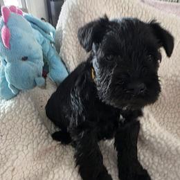 Girl 3 yellow - Black female Miniature Schnauzer puppy in Fresno, California from Findell Kennel, LLC