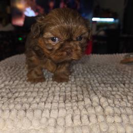 Piper - Liver female Shih Tzu puppy in Fairview Park, Ohio from Sunshine Shih tzus