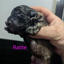 Ratite - Sable female German Shepherd puppy in Olean, New York from F&B Kennels