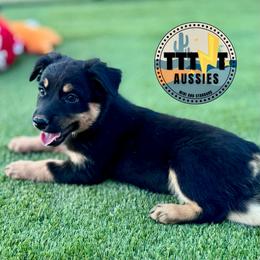 Bobber - Black tri-color female Australian Shepherd puppy in Tucson, Arizona from TTTNT Aussies