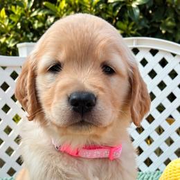 Stormy - Golden female Golden Retriever puppy in Fresno, California from Warwick’s Central California Goldens