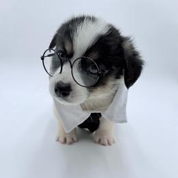 Raymon - Black and tan male Pembroke Welsh Corgi puppy in Vacaville, California from Hope_4thebay_Corgis