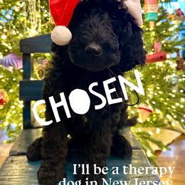 Lucy - female Newfypoo puppy in Jackson, Missouri from Two Sisters Ranch, LLC