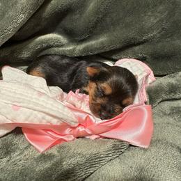 Dolly Rose (AKC Tiny) - Black and tan female Yorkshire Terrier puppy in Fairview, West Virginia from Prims Puppies LLC