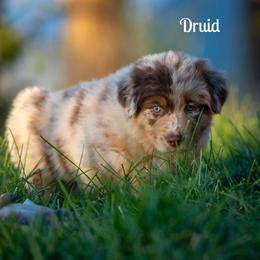Druid - Red merle male Australian Shepherd puppy in Benton City, Washington from Eventide Australian Shepherds